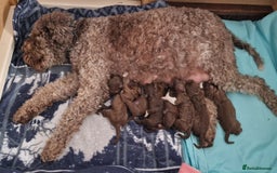 Lagotto Romagnolo dogs for sale: Lagotto Romagnolo, pure breed, KC reg litter - Image 4