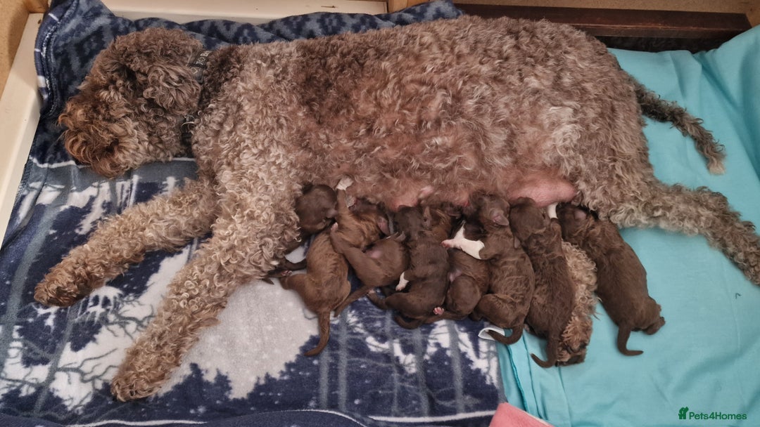 Lagotto Romagnolo dogs for sale: Lagotto Romagnolo, pure breed, KC reg litter - Image 4