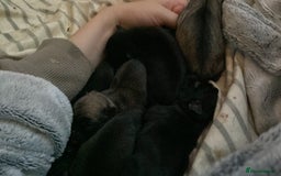 Pug dogs for sale: Beautiful pug puppies from loving family home  - Image 7