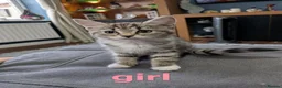 Mixed Breed cats for sale: 3 beautiful adorable kittens  in Bicester - Advert 6