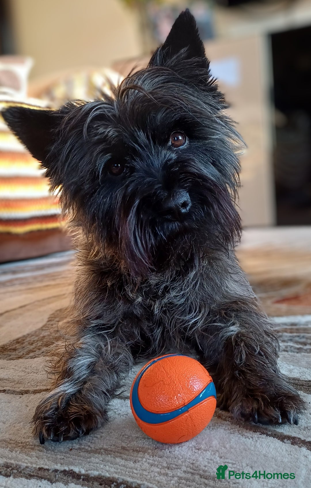 Cairn Terrier dogs for stud: Champion bloodline, KC registered Cairn for stud. in Hope Valley - Image 6