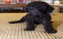 Cockapoo dogs for sale: Cockapoo puppies  - Image 33
