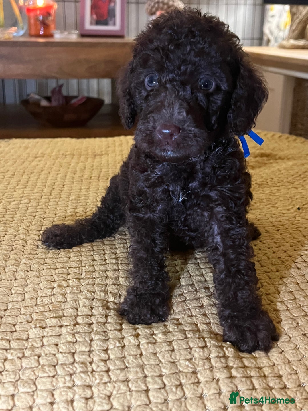 Cockapoo dogs for sale: Cockapoo puppies  - Image 33