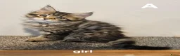 Maine Coon cats for sale: Large Maine Coon kittens regd European bloodline - Advert 5