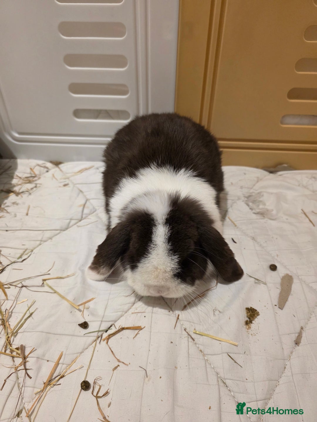 Mini Lop rabbits for sale: Two Chocolate split mini lops - Advert 3