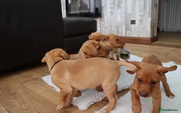 Labrador Retriever dogs for stud: Fox Red Labrador For Stud, Fully health tested  in Stoke-on-Trent - Image 13