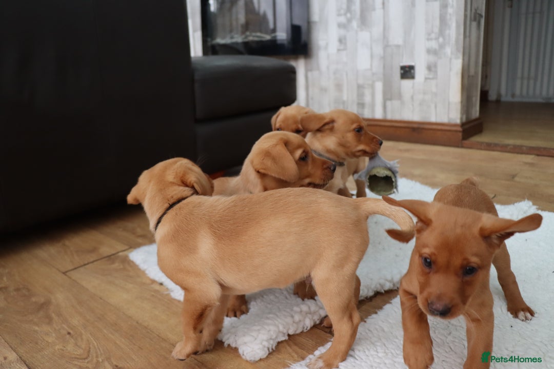 Labrador Retriever dogs for stud: Fox Red Labrador For Stud, Fully health tested  in Stoke-on-Trent - Image 13