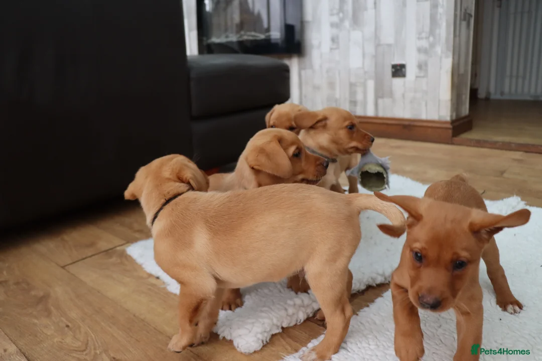 Labrador Retriever dogs for stud: Fox Red Labrador For Stud, Fully health tested  in Stoke-on-Trent - Advert 13