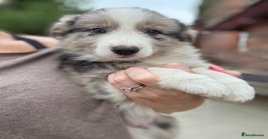 Border Collie dogs - Advert 13