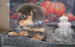 Mixed Breed dogs for sale: Pomweenies 💕💕 - Image 12