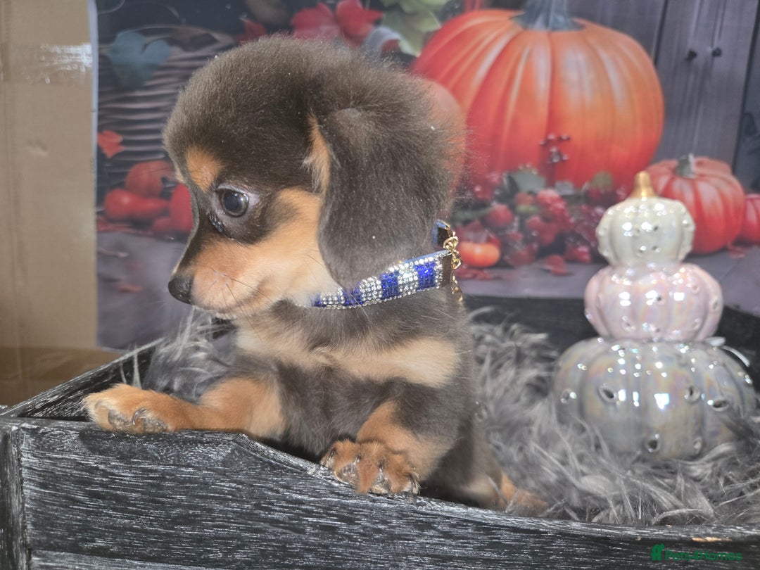 Mixed Breed dogs for sale: Pomweenies 💕💕 - Image 12