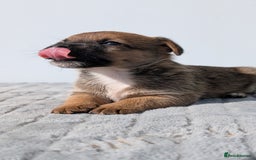 Mixed Breed dogs for sale: Cracking terrier pups - Image 4