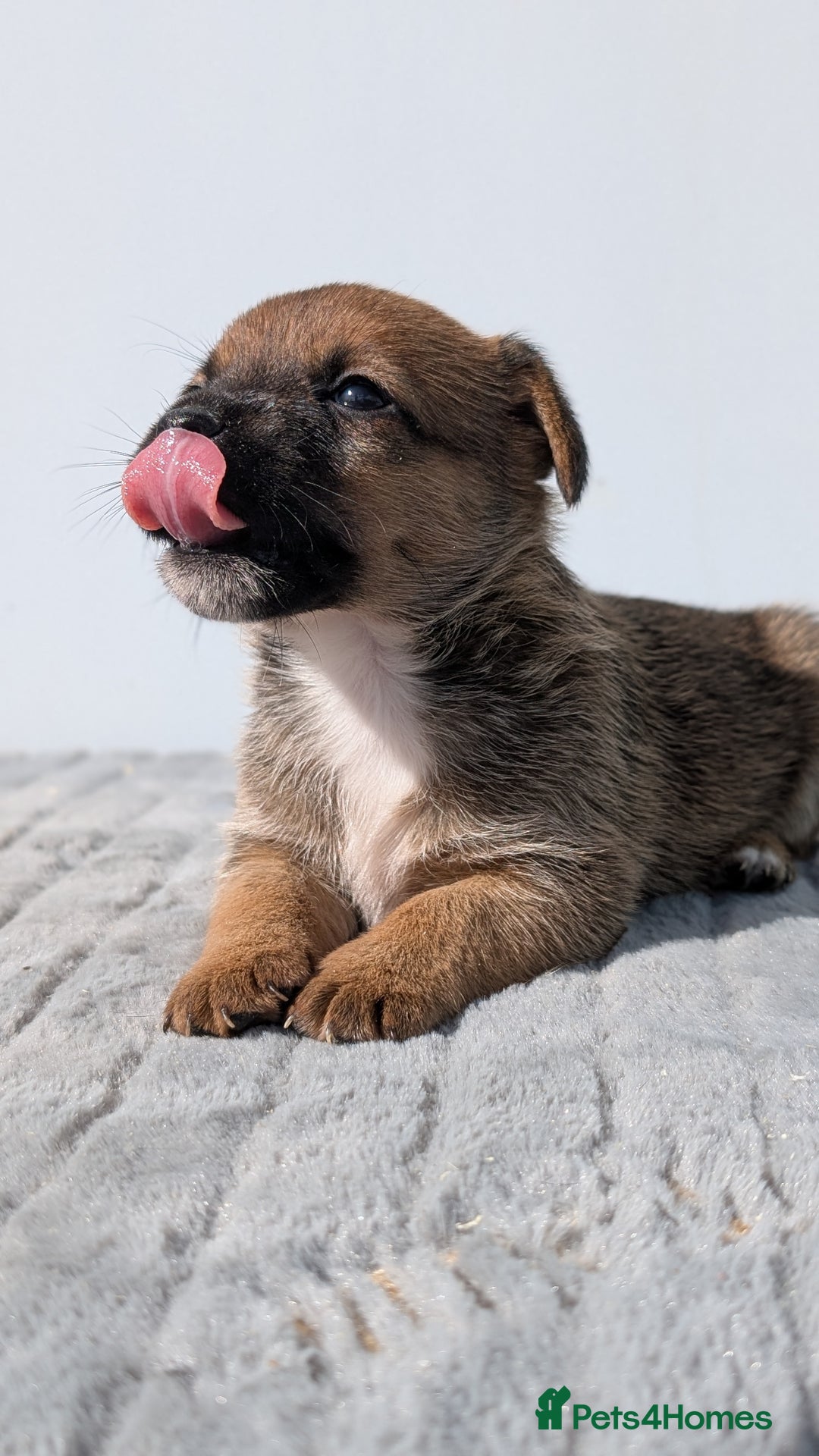 Mixed Breed dogs for sale: Cracking terrier pups - Image 4