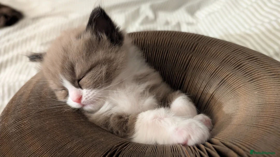 Ragdoll cats for sale: Ragdoll kittens- 1 boy 1 girl available  in Preston - Advert 20