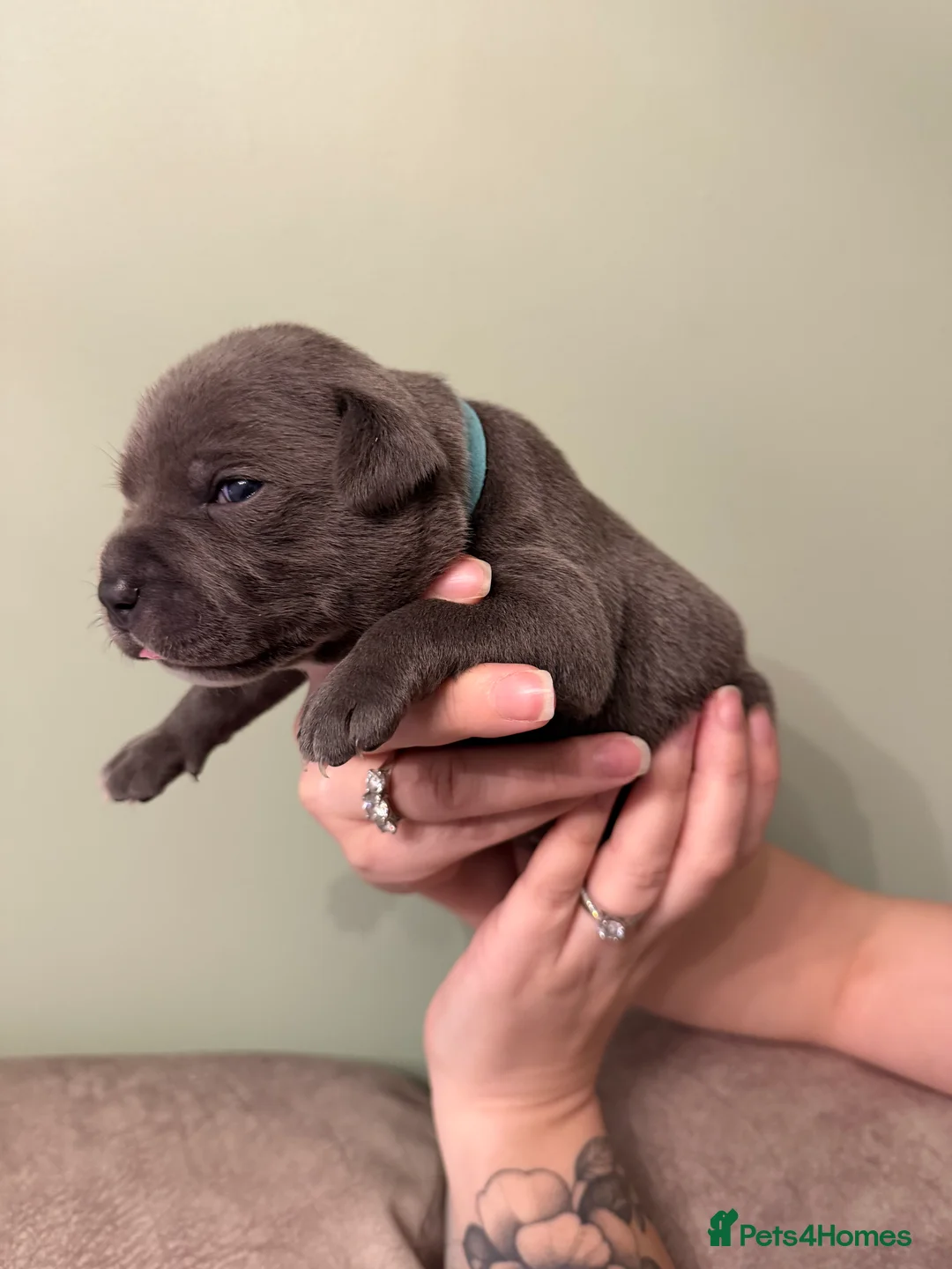 Staffordshire Bull Terrier dogs for sale: Blue Staffordshire Bull Terrier - Advert 2