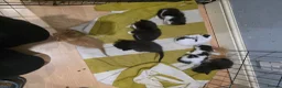 Mixed Breed cats for sale: A mix of beautiful kittens - Advert 2