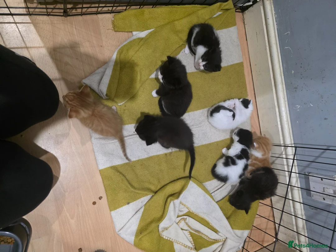 Mixed Breed cats for sale: A mix of beautiful kittens - Advert 2