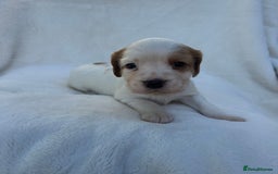 Cocker Spaniel dogs for sale: Beautiful kc registered cockerspaniel puppies  - Image 20