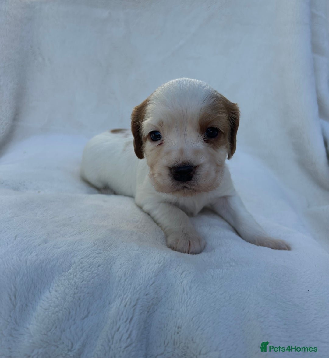 Cocker Spaniel dogs for sale: Beautiful kc registered cockerspaniel puppies  - Image 20