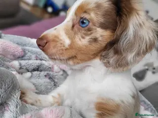 Miniature Dachshund dogs Ready to leave! - Advert 2