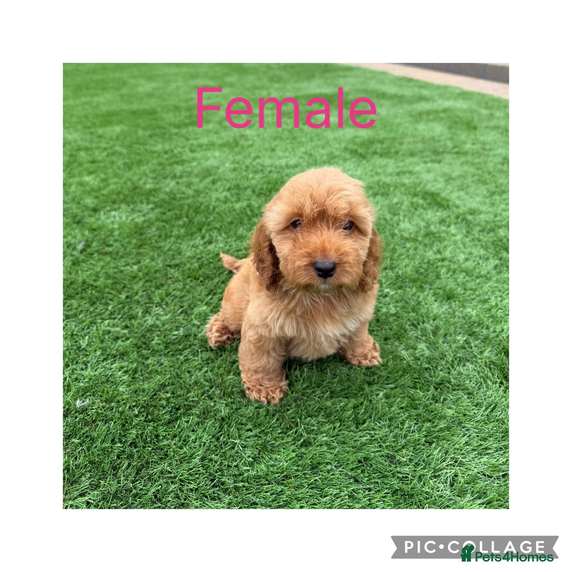 Cockapoo dogs F1 cockapoos - Advert 2