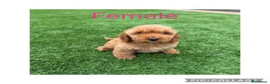 Cockapoo 3