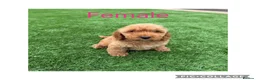 Cockapoo dogs for sale: F1 cockapoos - Advert 2