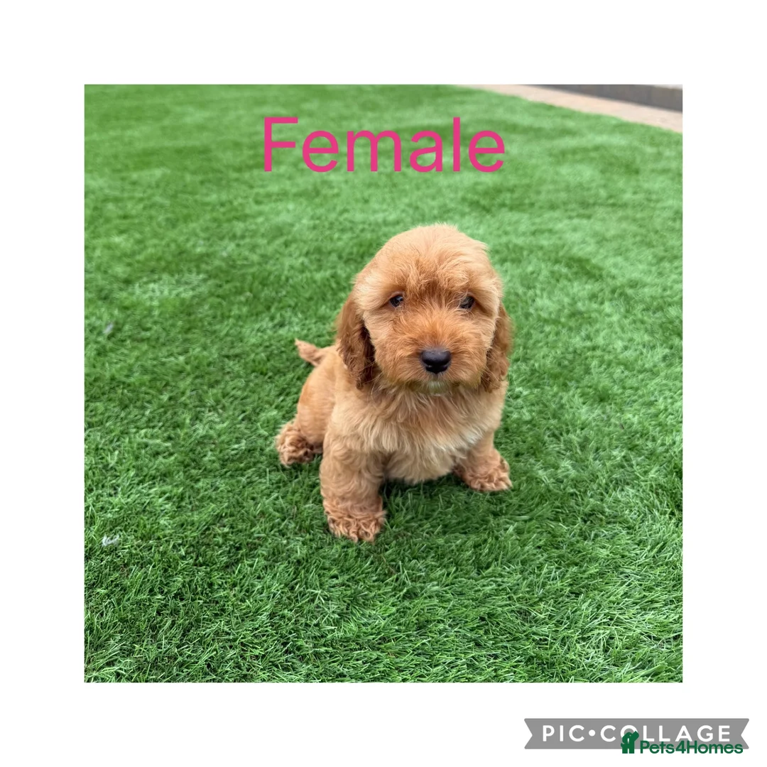 Cockapoo dogs for sale: F1 cockapoos - Advert 2