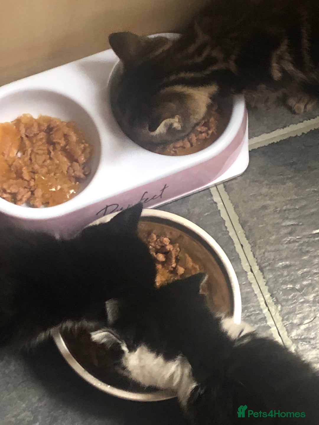 Mixed Breed cats for sale: Loving Kittens Looking For Forever Home - Image 5