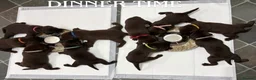 Labrador Retriever dogs for sale: STUNNING CHOCOLATE LABRADOR PUPPIES!!!! - Advert 4