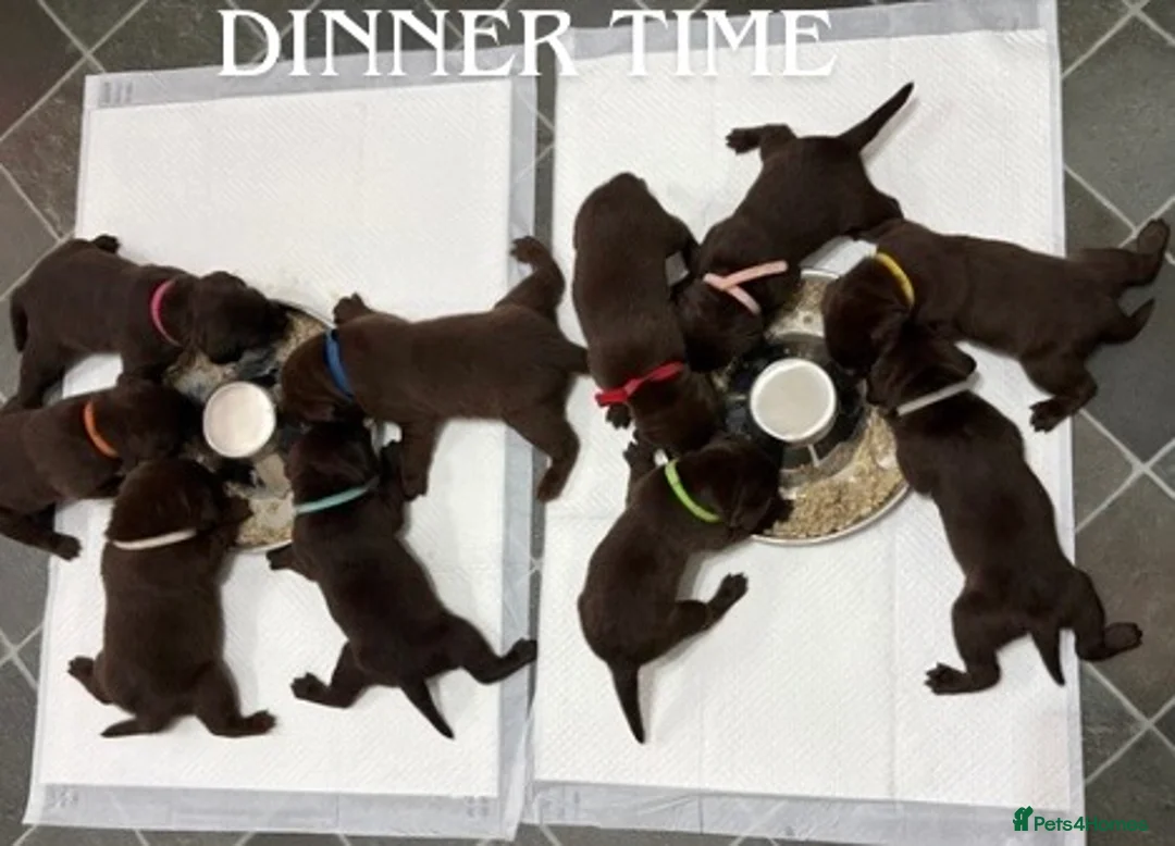 Labrador Retriever dogs for sale: STUNNING CHOCOLATE LABRADOR PUPPIES!!!! - Advert 4