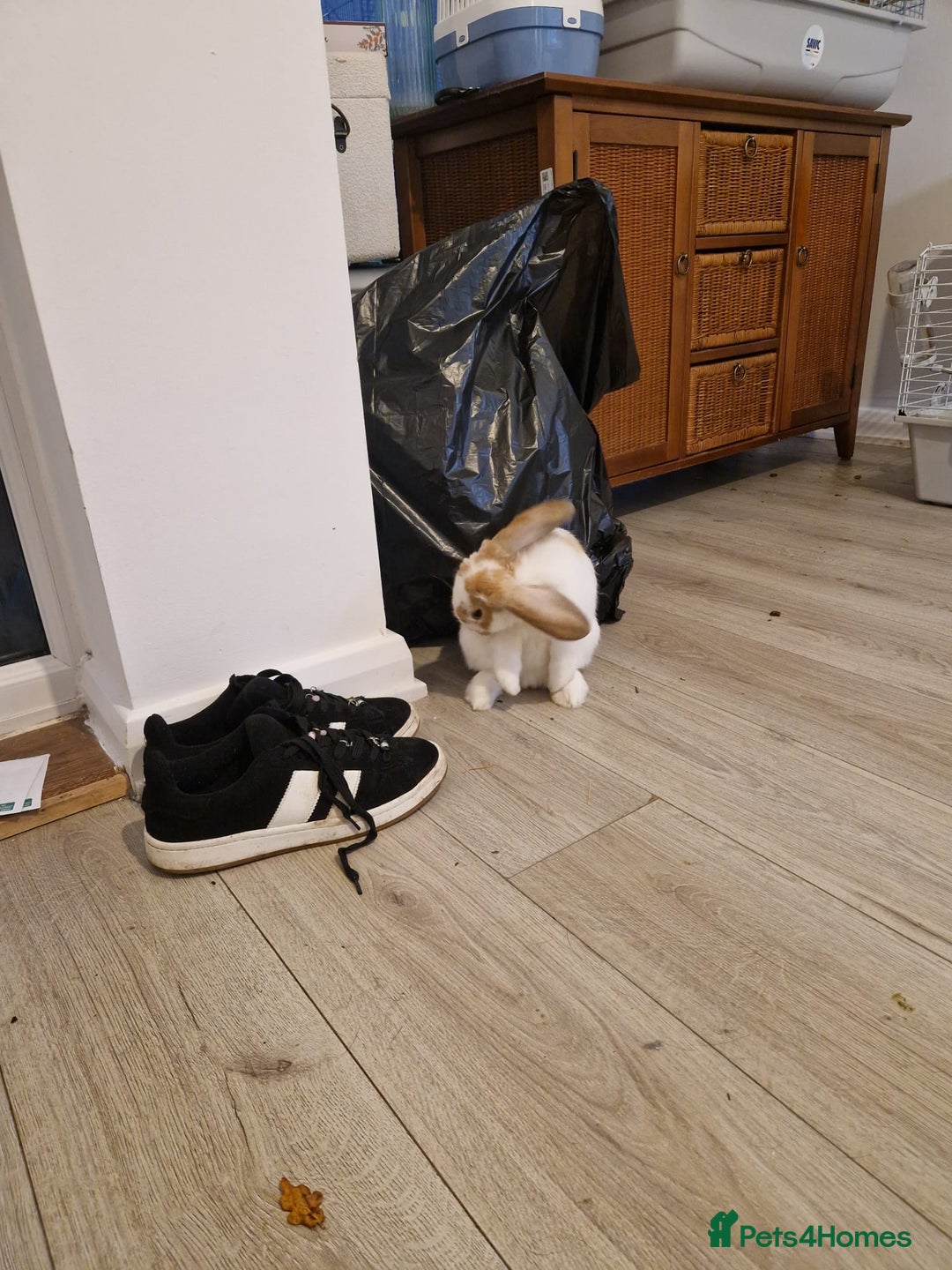 English rabbits for sale: Ginger and white female bunny - Advert 5