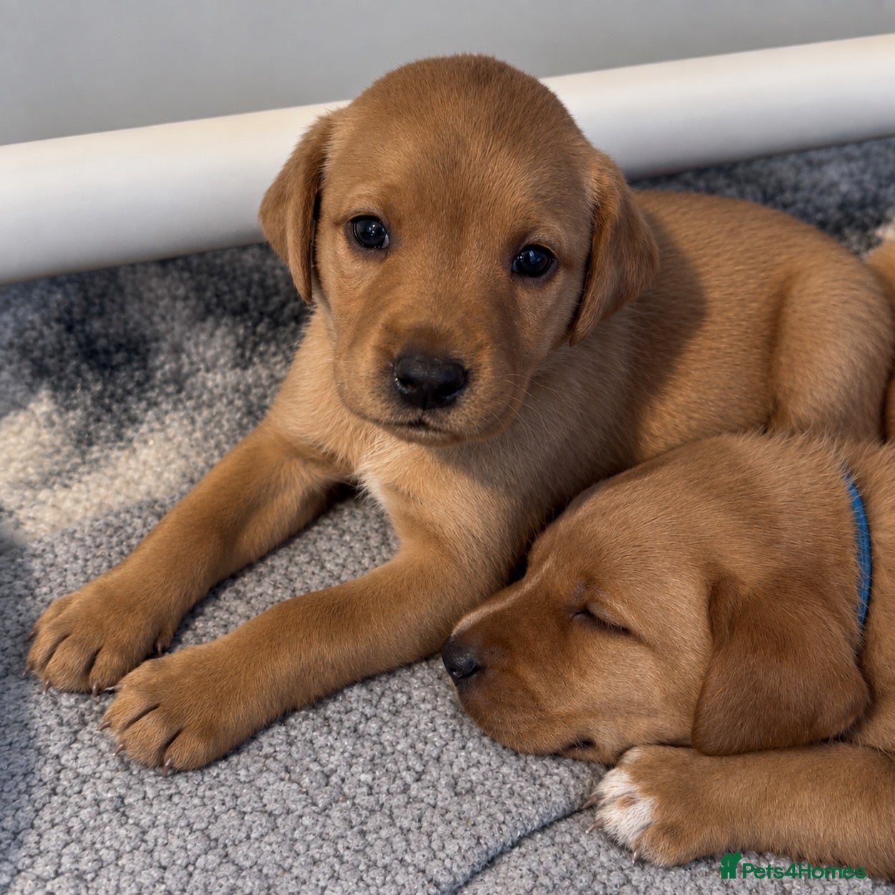 Labrador Retriever dogs Labrador Puppies for sale - Advert 13