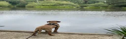 Labrador Retriever dogs for sale: Fox Red Lab boy 6 months old  in Fleet - Advert 6