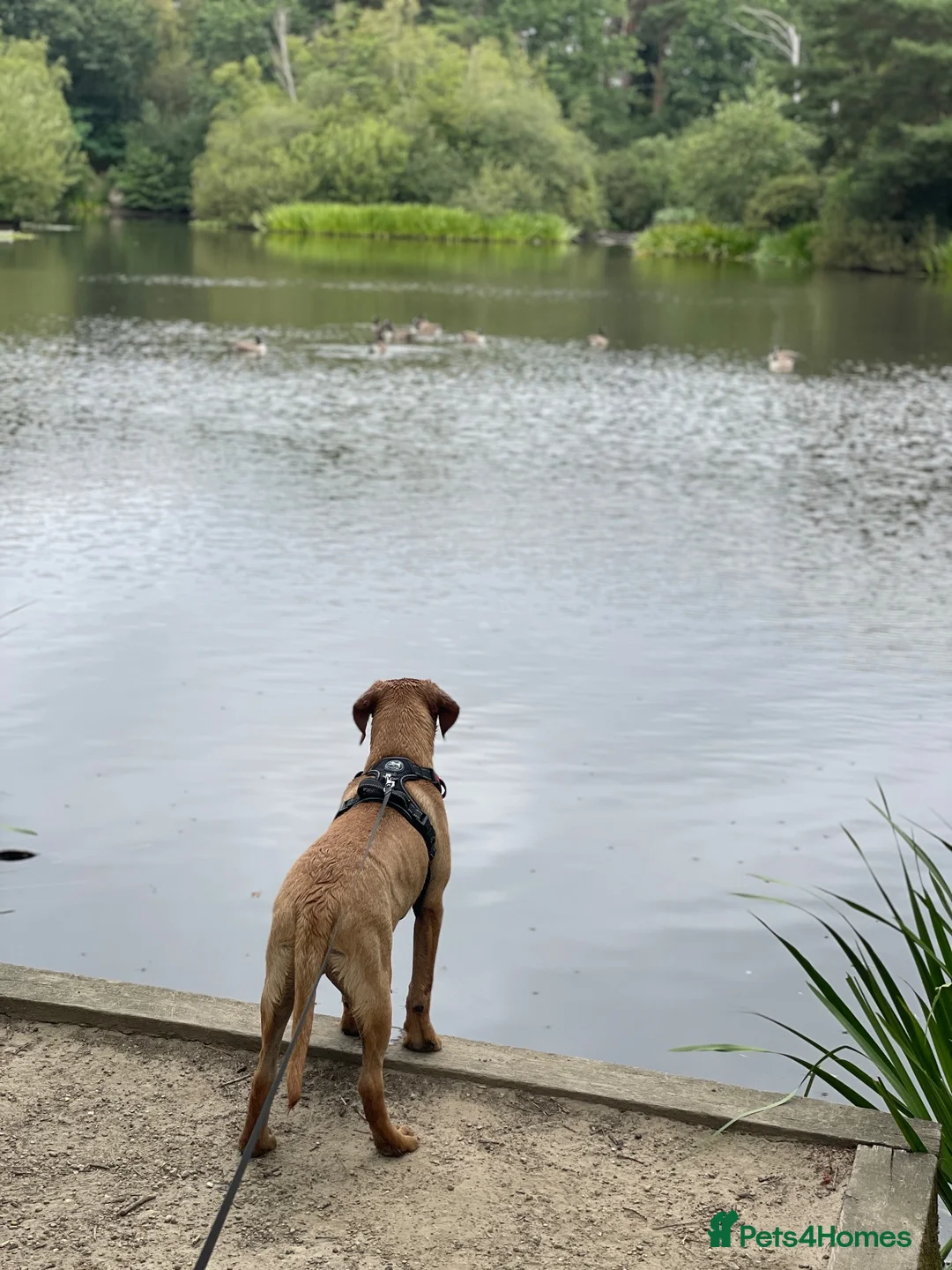 Labrador Retriever dogs for sale: Fox Red Lab boy 6 months old  in Fleet - Advert 6