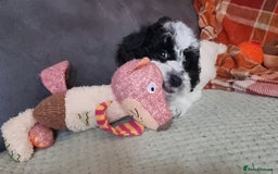 Cockapoo dogs for sale: Fully Vaccinated Best Friend Sofa Companions 🥰   - Image 34