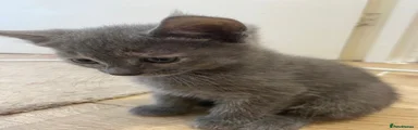 kitten 2