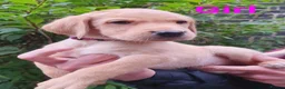 Labrador Retriever dogs for sale: Beautiful Labrador Retriever puppies  - Advert 4
