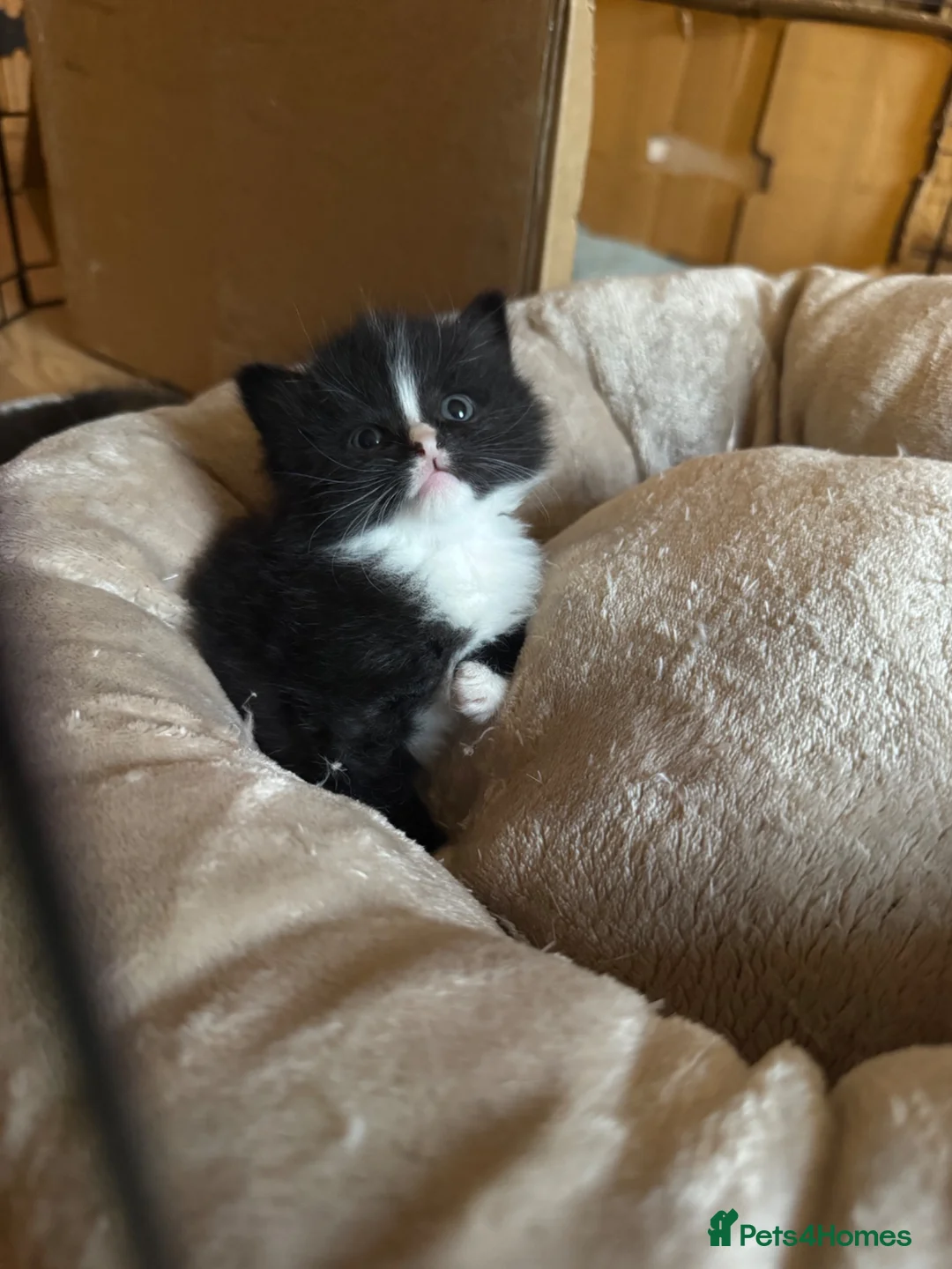 British Shorthair cats for sale: Beautiful fluffy kittens  in Margate - Advert 2