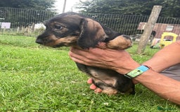 Dachshund dogs for sale: Standard Wire Haired Dachshunds - Image 18