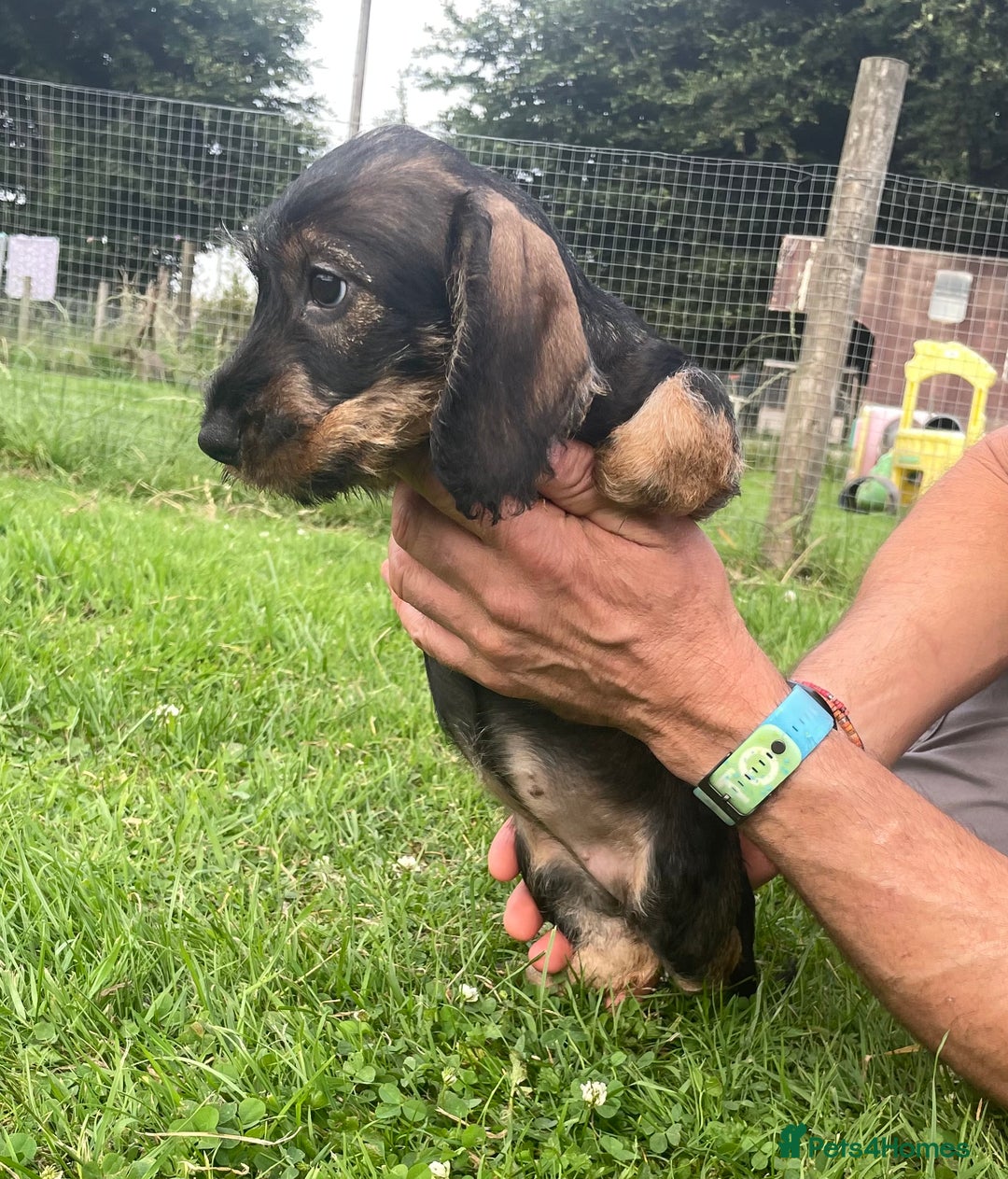 Dachshund dogs for sale: Standard Wire Haired Dachshunds - Image 18
