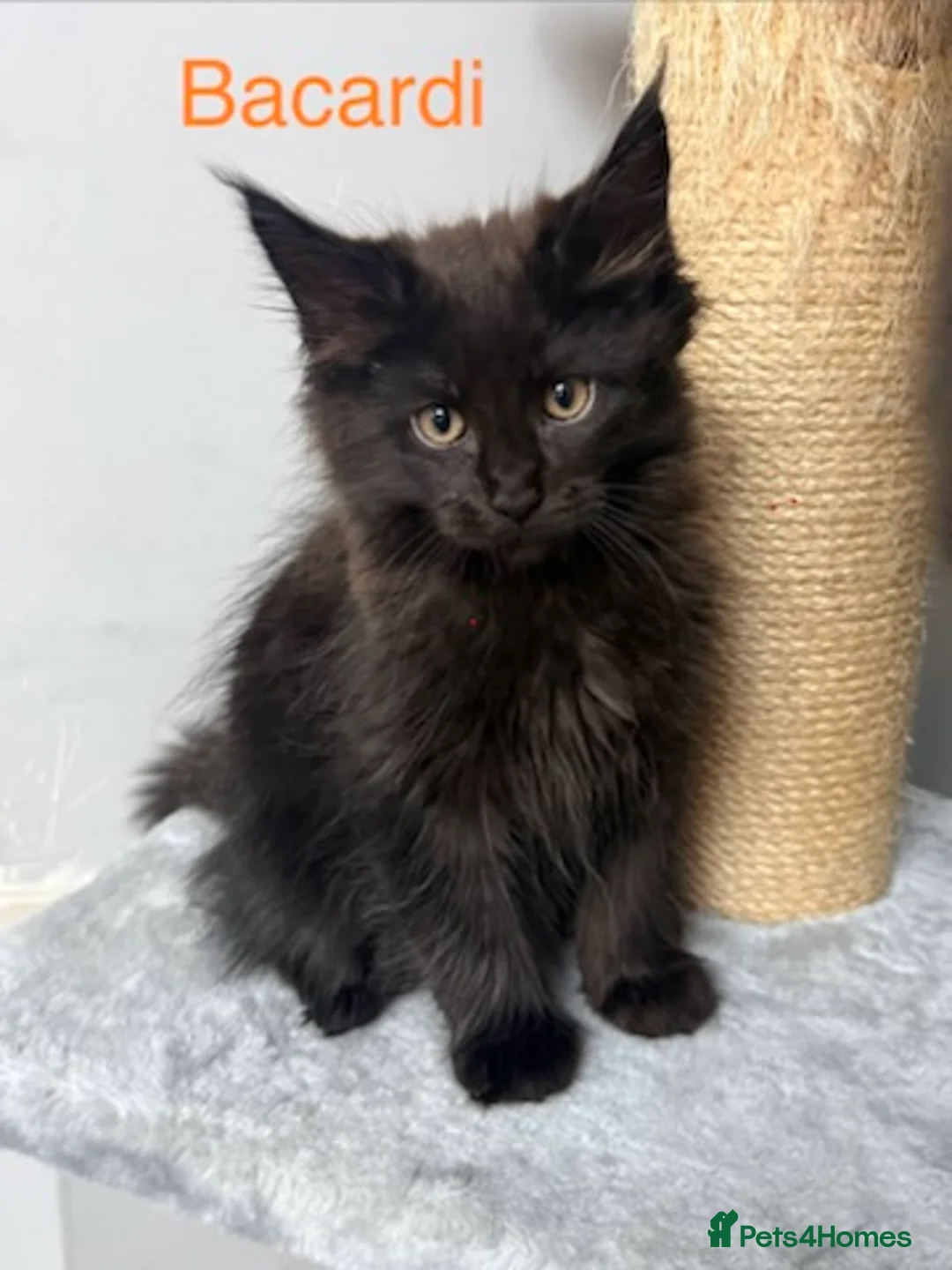 Maine Coon cats for sale: Stunning Pedigree Maine Coon Kittens for Sale - Advert 16