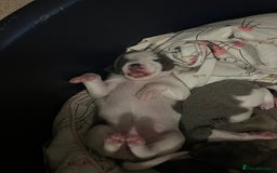 Whippet dogs for sale: Whippet puppies  - Image 11
