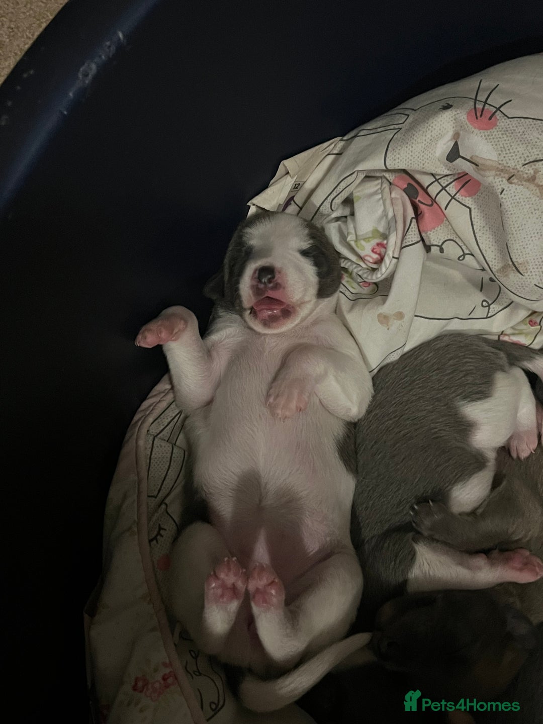 Whippet dogs for sale: Whippet puppies  - Image 11