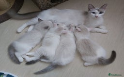 Ragdoll cats for sale: RAGDOLLS BOYS BICOLOUR VACCINATED MICROCHIPED  - Image 29