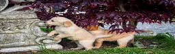 Golden Retriever dogs for sale: Traditional Dark Golden Retriever Puppy’s KC Reg - Advert 10