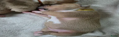 Mixed Breed Puppy 7