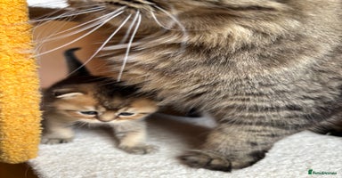 Scottish Fold cats - Advert 6
