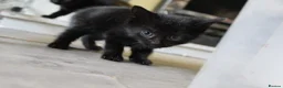 Mixed Breed cats for sale: 6 kittens for sale in Stourbridge - Advert 12
