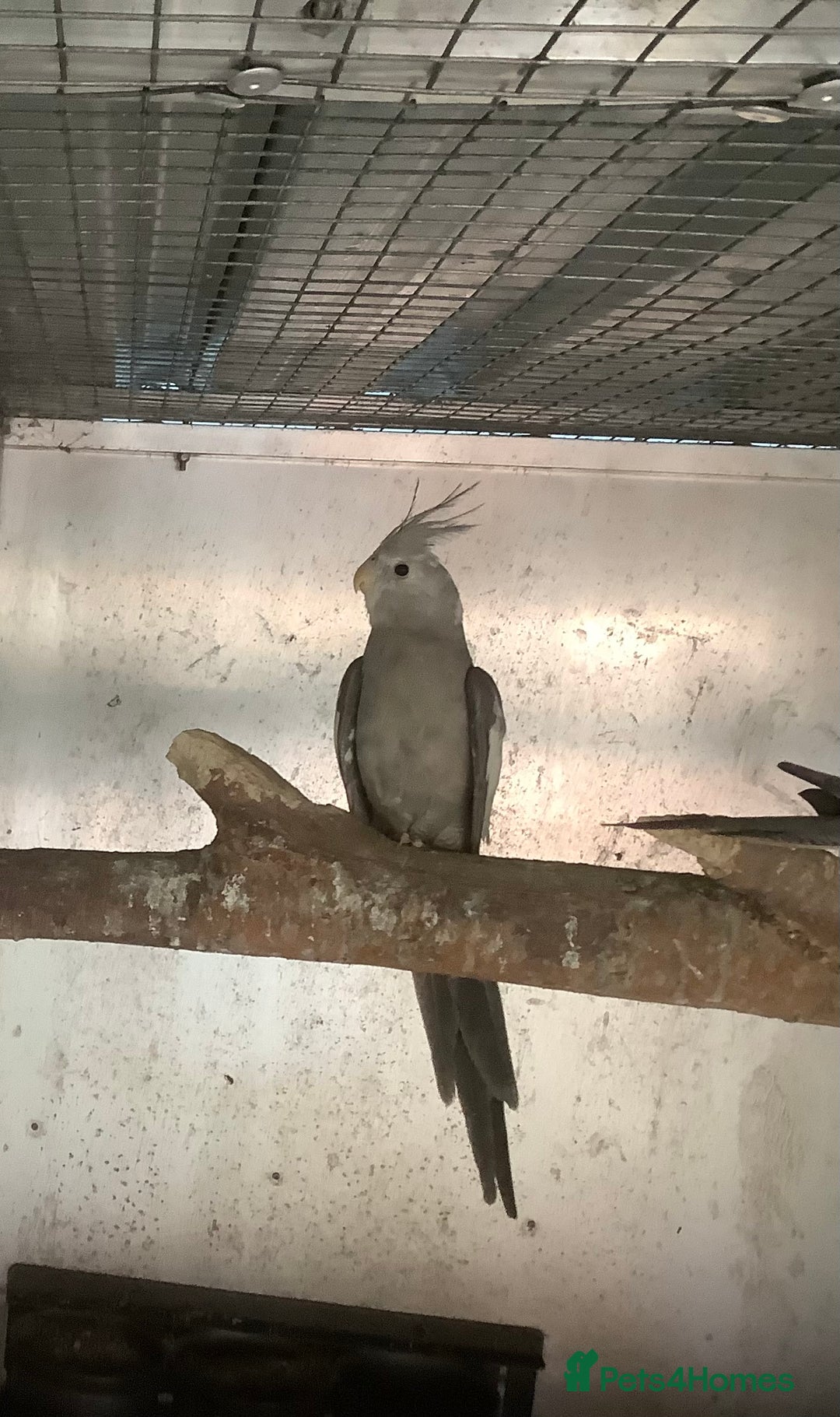 Budgerigars birds for sale: 2025 Young  Cockateils. - Advert 3